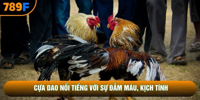 Cựa dao nổi tiếng với sự đẫm máu, kịch tính
