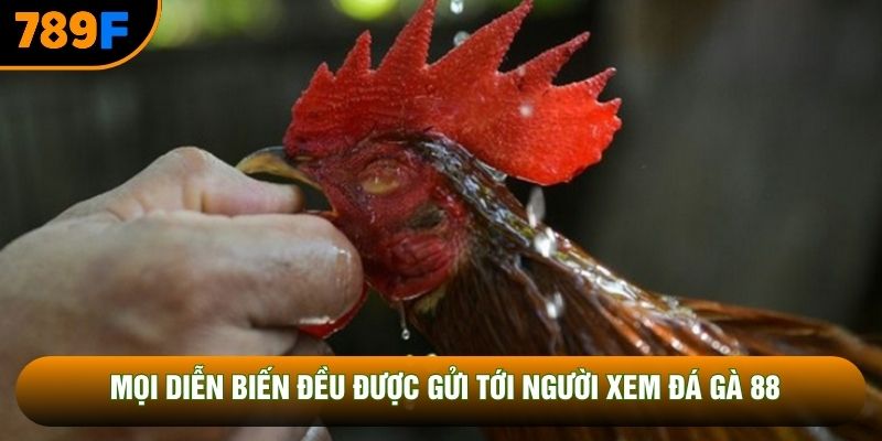 Mọi diễn biến đều được gửi tới người xem đá gà 88