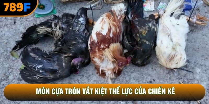 Môn cựa tròn vắt kiệt thể lực của chiến kê